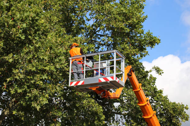 Best Tree Cabling and Bracing  in Pittsburgh, PA